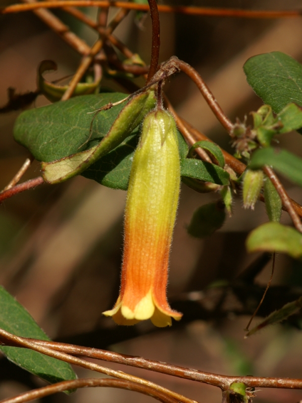 Marianthus bignoniaceus